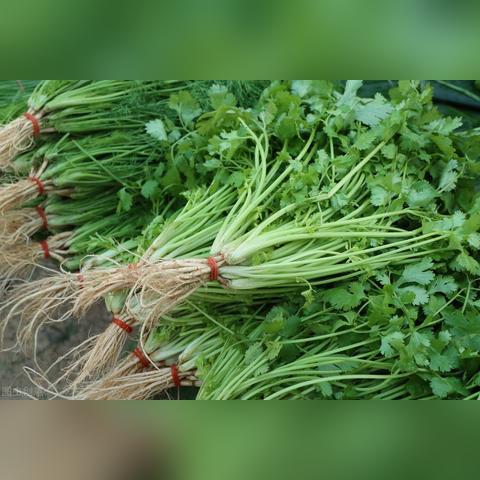 今日香菜行情大揭秘，价格、市场走势与种植前景深度解析