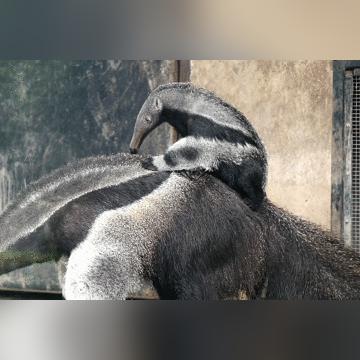 揭秘自然界牙齿最强大的动物榜单，牙齿排名大揭秘！
