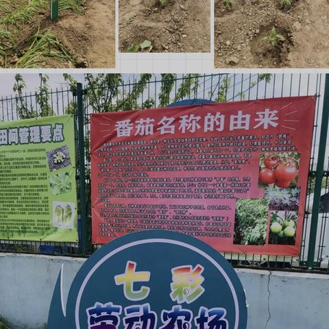 红心播种，励志语录激励你前行