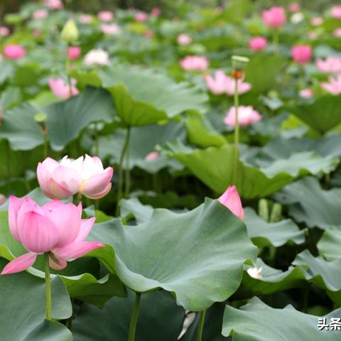 2025年5月11日 第34页