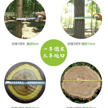 桉树最新价格行情及未来趋势分析，市场动态与影响因素全解析