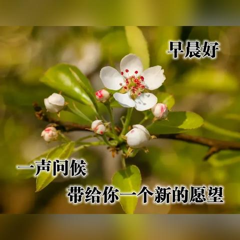 早安图片，唤醒美好心情，最新版下载攻略分享