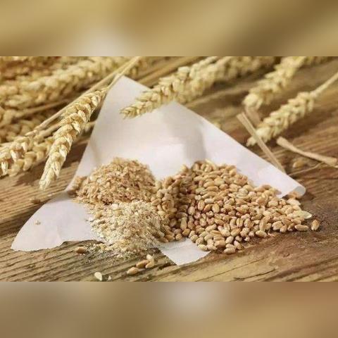 今日麦麸行情走势分析及最新价格解读