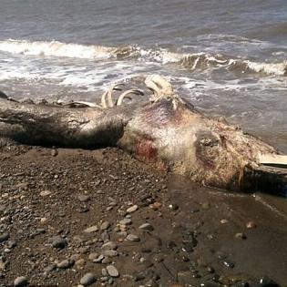世界奇鱼大揭秘，海洋与水域的奇妙生物排名盘点