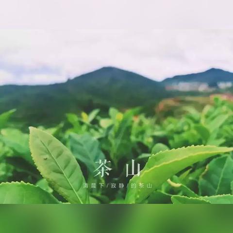全球茶叶市场价值排名揭秘，茶叶价格榜单，探寻茶叶市场价值之巅