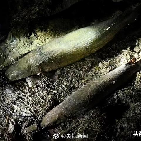 河南怪鱼事件揭秘，真相探索与生态保护引发关注热议