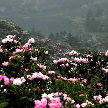 太君山旅游攻略，揭秘自然与文化双重魅力的神秘之旅