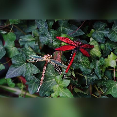 揭秘蜻蜓读音之谜，探索自然奥秘，百度带你揭晓真相！