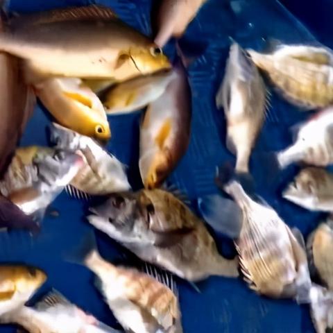 全球钓鱼大师排名前十的女性，力量与魅力的完美结合
