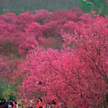 春季江津赏花品美食之旅攻略