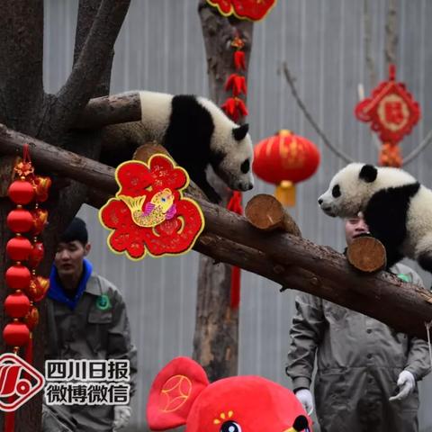 揭秘全球最强腿王排名，谁站在巅峰之巅？