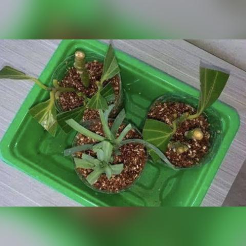 辛福树开花揭秘，探寻神秘植物的奥秘之旅