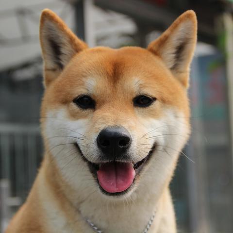 柴犬报价揭秘，深度探索与全面了解