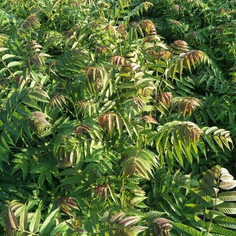 香椿果实种植黄金时间表，不容错过！（最新指南）