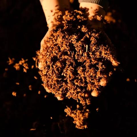枣酒酿造标准规范最新版出炉，品质提升，美味传承有保障