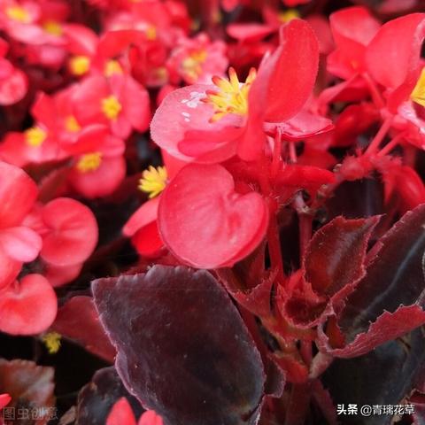 海棠花世界之旅，深度攻略，领略独特风情