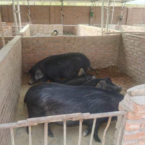 最新黑猎价格查询及市场现状与未来趋势深度解析