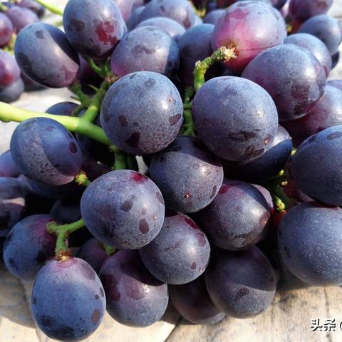 今日水果店新鲜动态及业界趋势速递