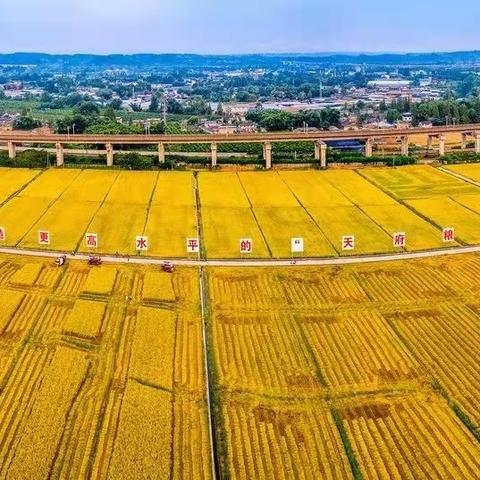 眉山新津发展动向揭秘，地区新闻头条全面解读