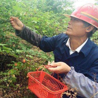 全球水果销量巅峰榜，揭秘最受欢迎的水果之王！