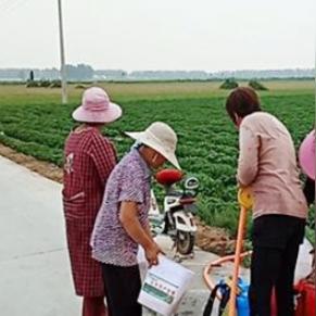 遂平小麦最新价格报告，聚焦市场动态，揭示27号价格走势！