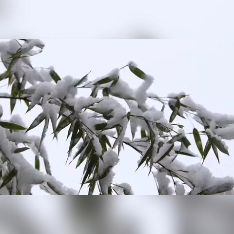 青川今日雪景实拍，最新消息与绝美图片呈现