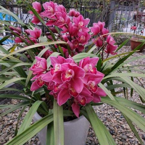 探索兰花界最新动态与发展趋势，今日兰花新闻速递