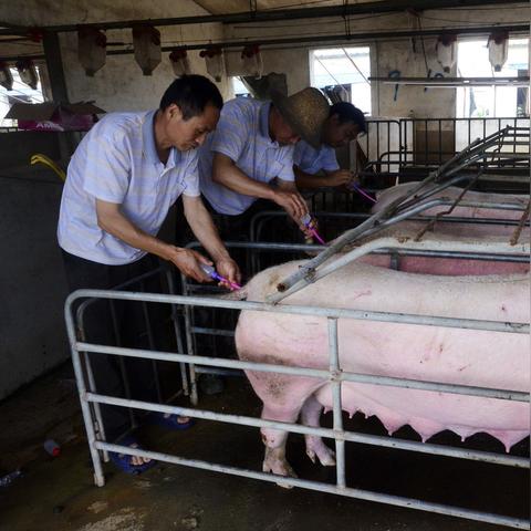 南宁今日猪价更新，市场走势及影响因素深度解析
