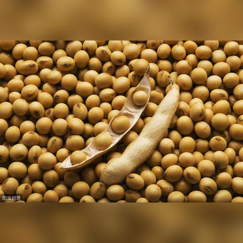 全球黄豆粉产地大排名，探寻源头与品质之巅，一览黄豆粉魅力风采