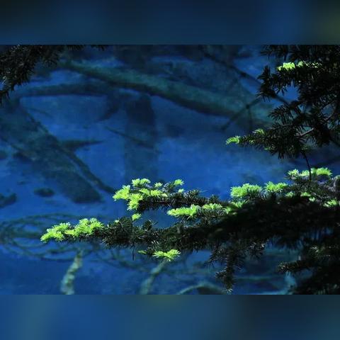 「揭秘花海之美，大自然的神秘魅力一网打尽」