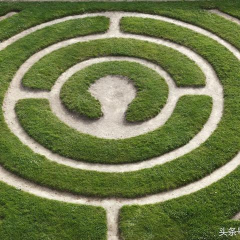 揭秘植物世界，探寻百度背后的植物奥秘探索