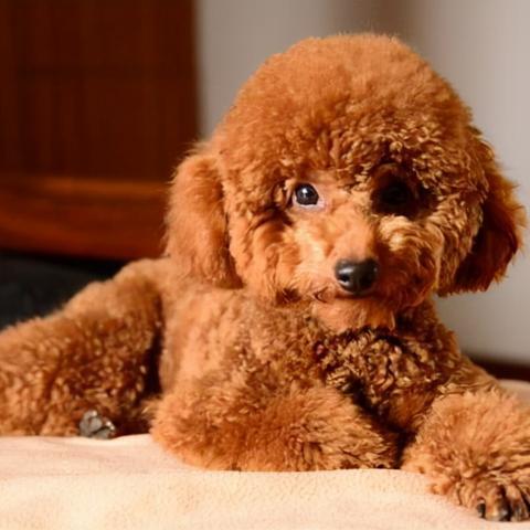 世界顶级犬种排名揭秘，领略名贵狗狗的无限魅力