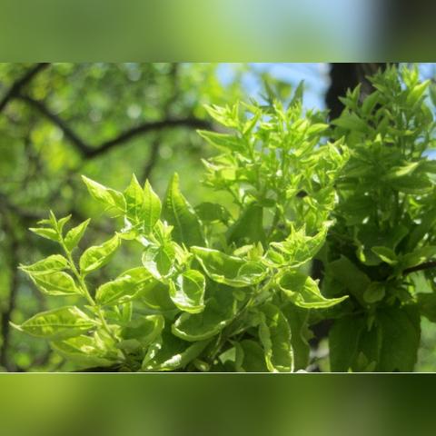 枣市最新行情动态，市场走势分析与交易热点解读