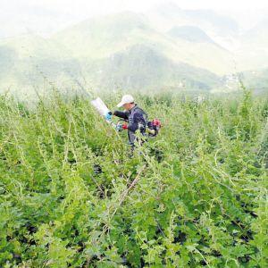 云南农业巨头揭秘，大型种植公司排名及力量与智慧探索