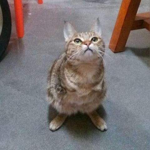 猫条厂家排名TOP10揭秘，行业巨头背后的故事探秘！