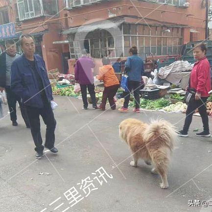 抚顺宠物公司排名揭晓，探寻当地宠物行业的领军者