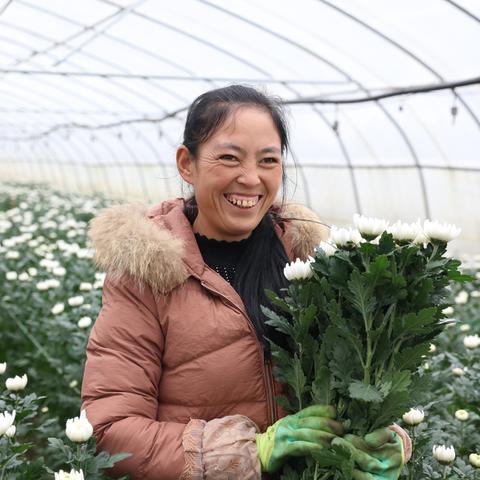 菊花白扇最新价格曝光，今日行情一网打尽