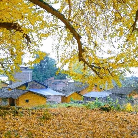 从化秋季旅游指南，探索最新旅游胜地，畅游秋日美景
