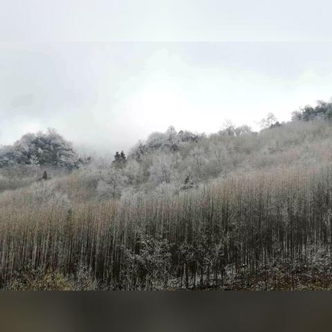 江油今日雪景惊艳，冬日童话般的浪漫之旅