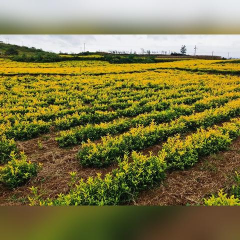 贞丰龙场镇最新热点新闻聚焦