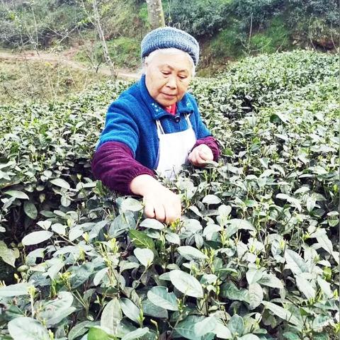 屏山清平小镇新面貌探索报道，新闻头条速递