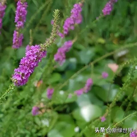 百度上位小说推荐，带你探索独特文学魅力！
