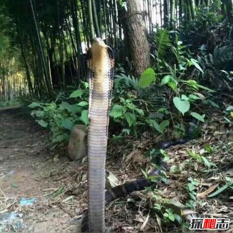 世界毒蛇排名TOP30，致命之王的神秘面纱揭秘