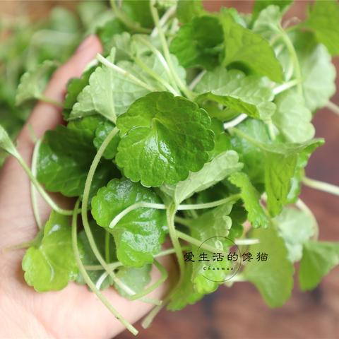 雷公根药用价值大揭秘，自然草本的力量探索！百度带你领略神奇功效