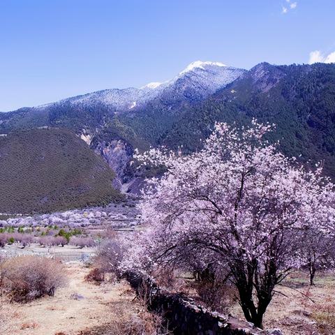 拉萨最新今日头条，高原魅力与活力探索