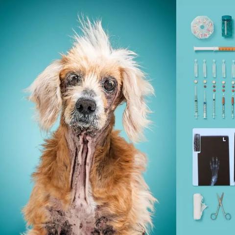 世界猎犬排名中的可卡犬，独特魅力与卓越品质解析