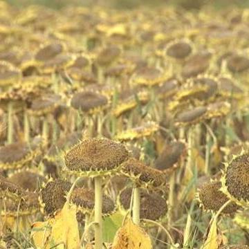 今日葵花新闻聚焦，探索葵花产业最新动态发展