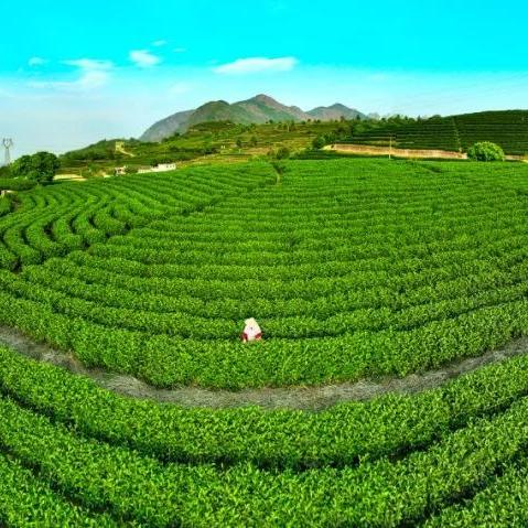 宁德兴茶新闻聚焦，茶叶之乡的新篇章探寻