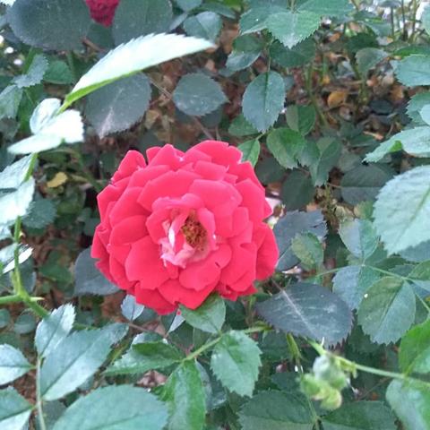 「独家解析」最新银川赏花攻略视频，带你畅游花海中的绝美银川！