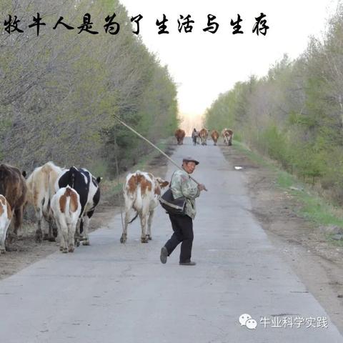 全球牛肉存栏量排行榜揭秘，哪些国家独占鳌头？